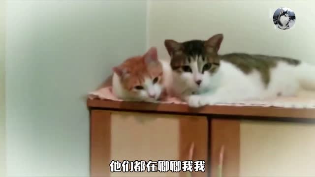 “猫夫妻”感动路人,对残疾妻子不离不弃,比多少人懂爱情