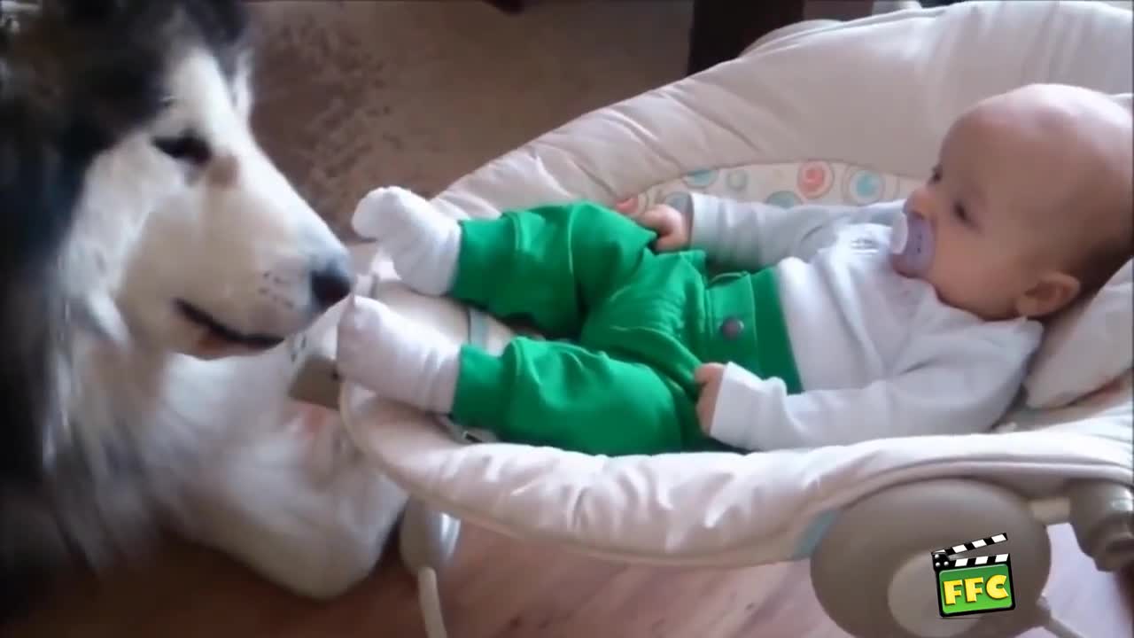 Babies and Dogs Compilation