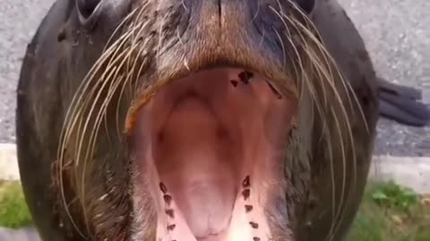 Funny animal video wait For the end 😂