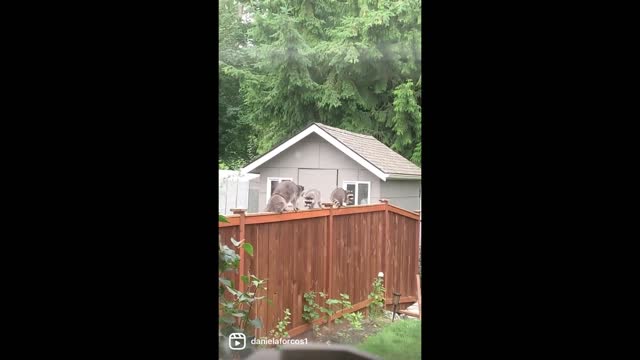 Raccoon own circle of relatives make an sudden go to to this backyard