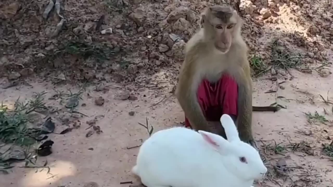 Very funny Video. Monkey Funny Video.