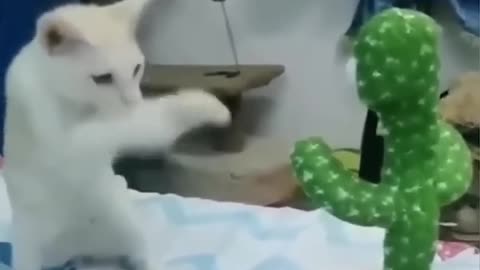 Funny Cat Videos of the Day #1