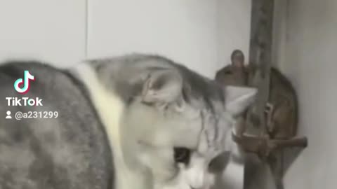 😂😂😂😂😂😂