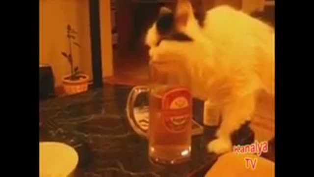 Animales borrachos!despues de una gota de cerveza 😄