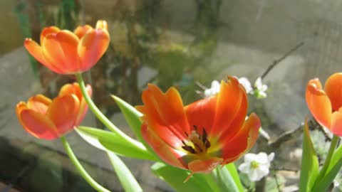 Tulip time lapse.