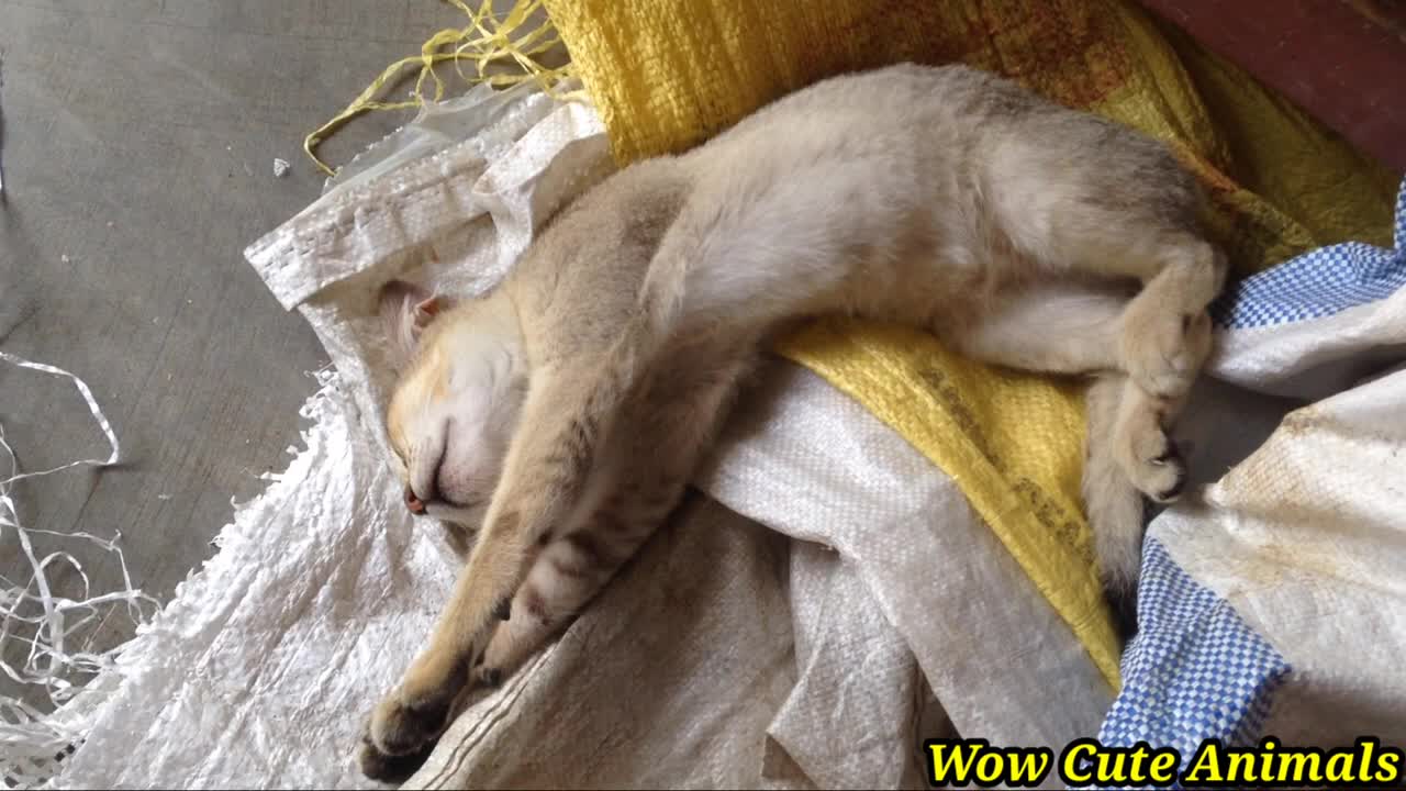 Cats and Dogs are sleeping together A cute animals videos