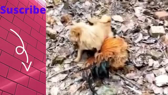 Funny dog and hen.