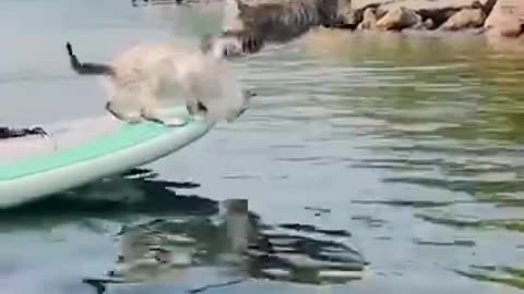 cats_jump_in_water😹😂😹