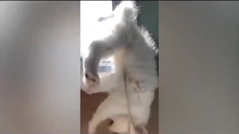 Funniest cats and dog video.