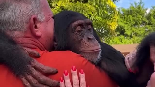 Orangutan meets owner again after many years