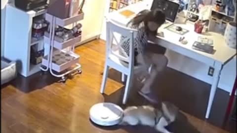 dog vs vacuum cleaner