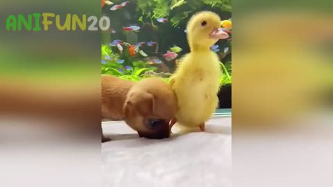 Funniest animal video part 2