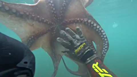 Spear fishing Octopus in Shallow Water