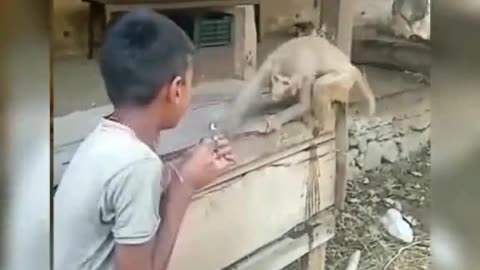 funny monkey video