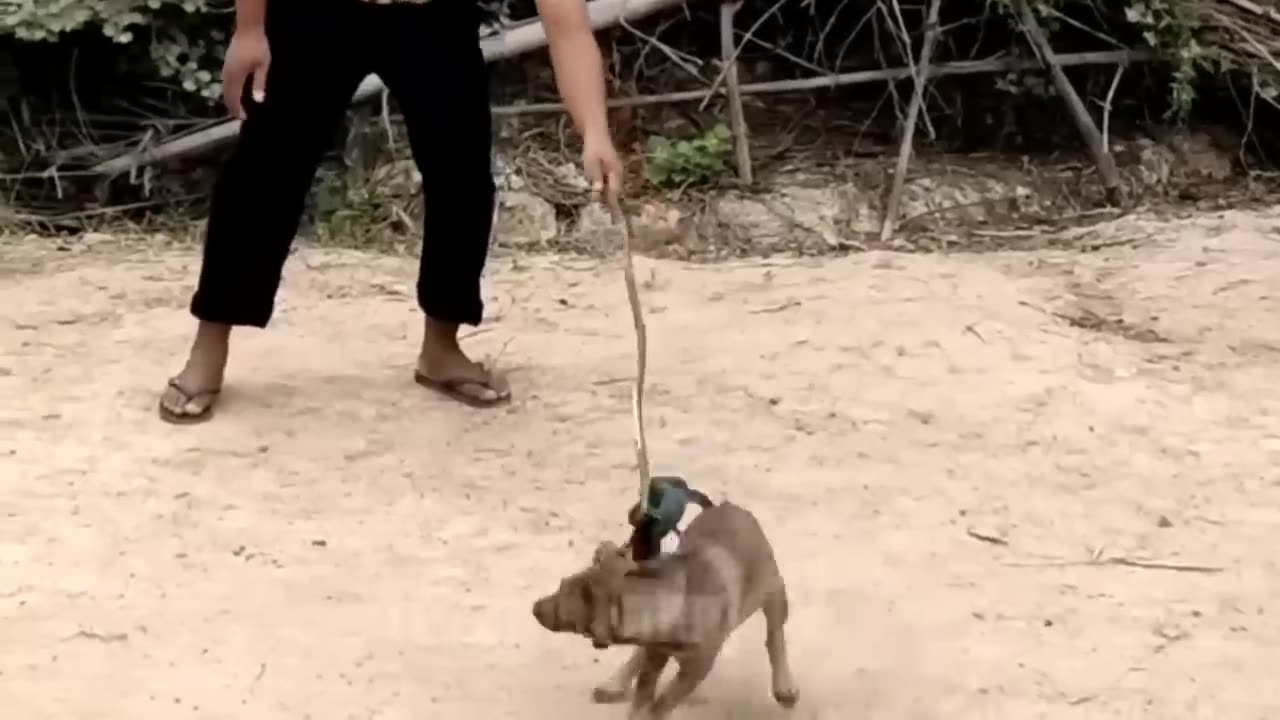 Funny animals video