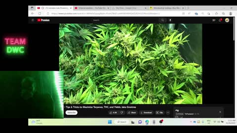 setting up a cannabis business