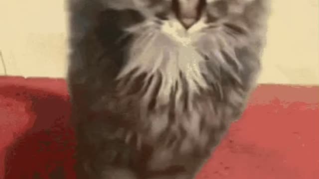 Cute Cat Gif! 🥰💗🐈