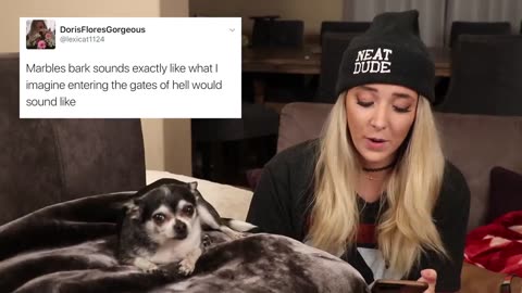 Reading Mean Comments About My Dogs