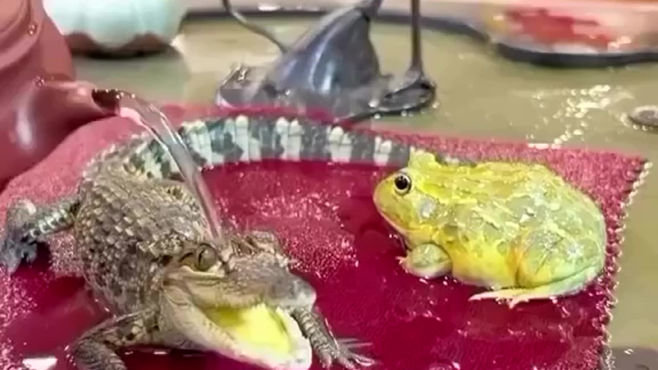 Kids enjoying summer bath