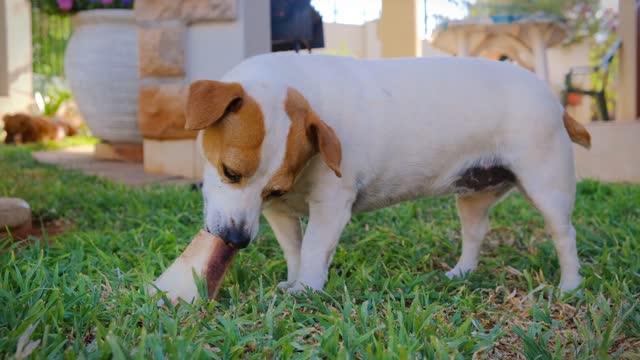 A Pet Dog Munching On A Large Bone