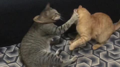 Funny 😂😂😂 Cats