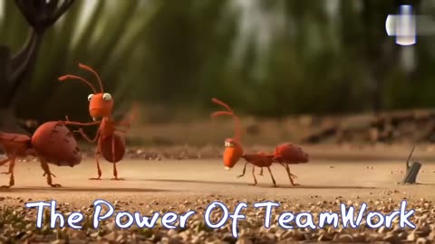 Team Work