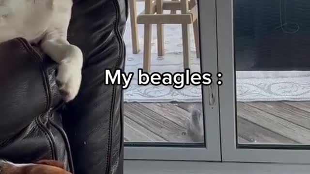 "Why don't you hunt with your beagles"?