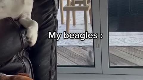 "Why don't you hunt with your beagles"?