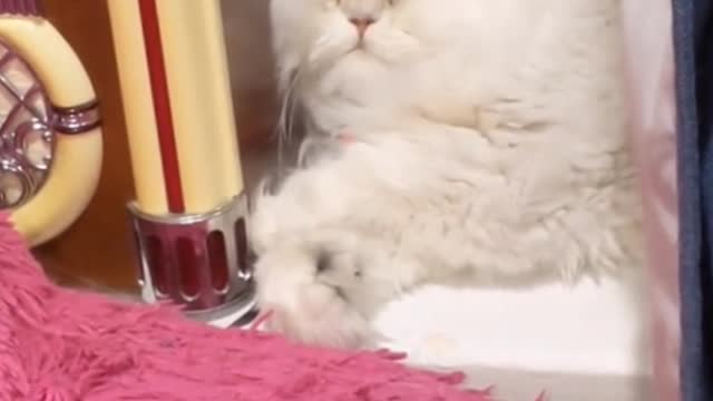 The cat's face is squashed! Ha ha ha! How funny!