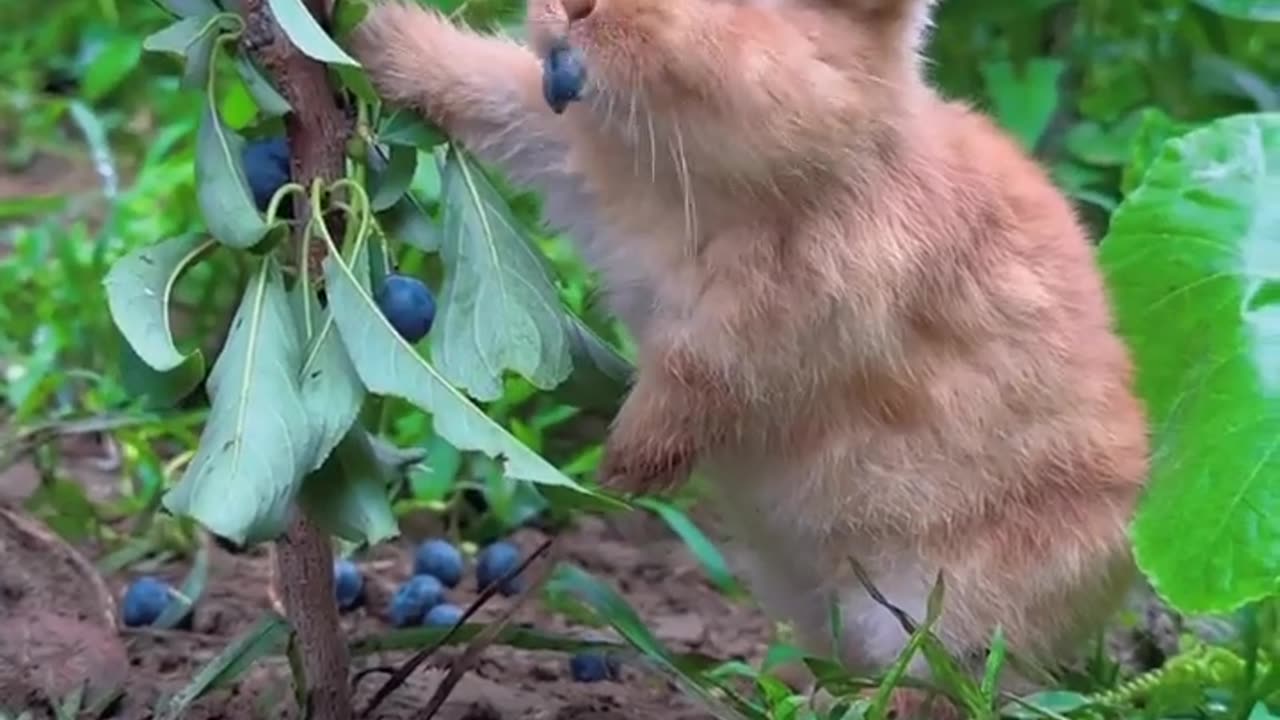 Bunny Pet