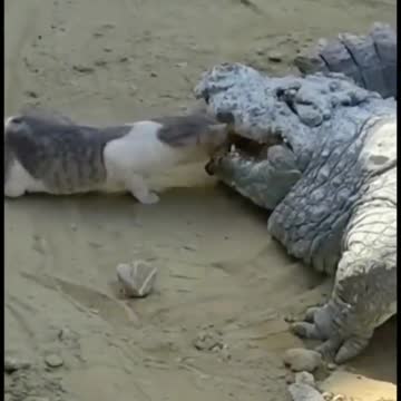 Η ΓΑΤΑ ΚΑΙ Ο ΚΡΟΚΟΔΕΙΛΟΣ-ΔΕΙΤΕ ΤΟ ΑΠΙΣΤΕΥΤΟ ΒΙΝΤΕΟ