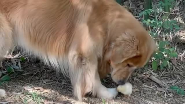 Dog kissing the chick