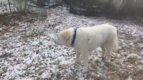 Stubborn Dog REFUSES To Go Inside, Throws a Puppy Tantrum | The Dodo