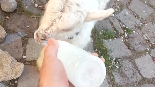 Little goat cub drink milk from bottle