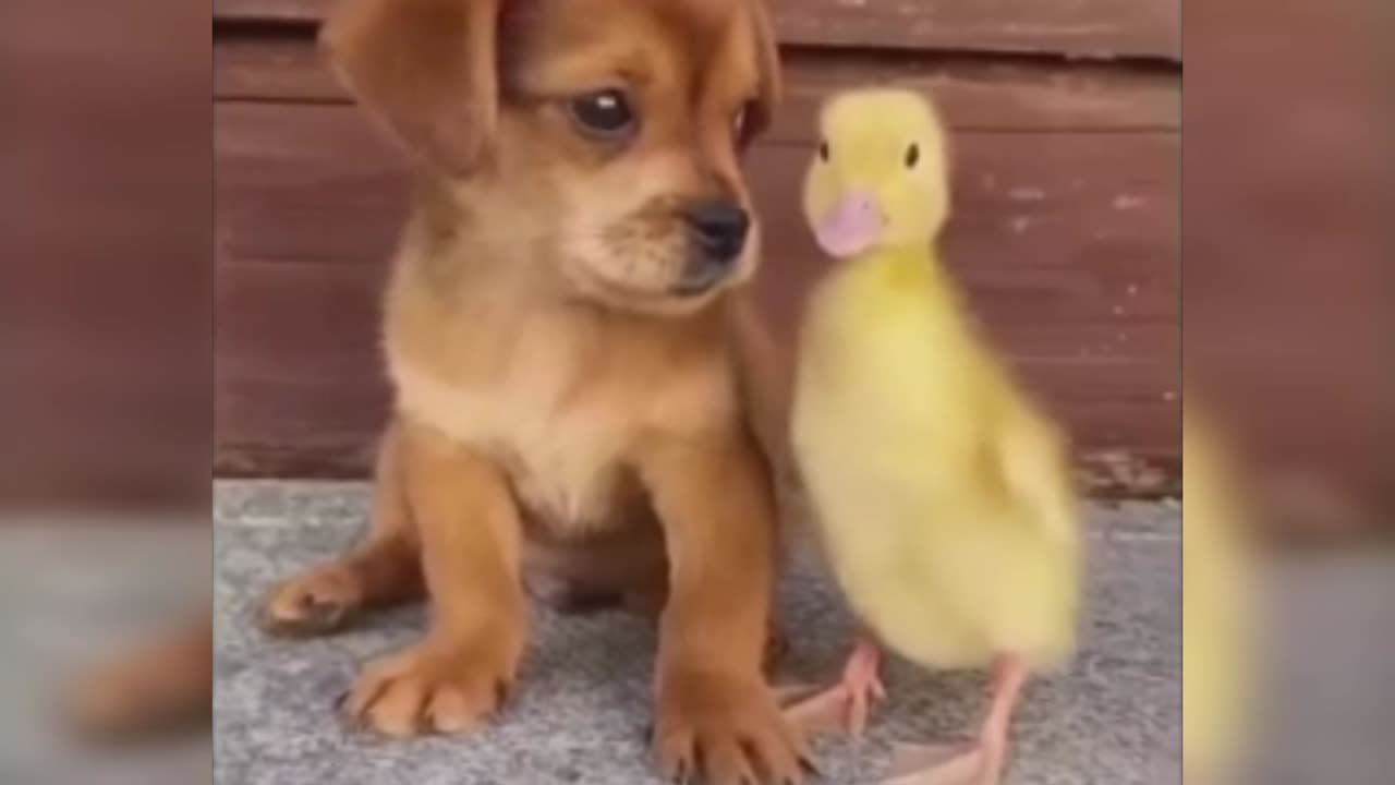 Cat Caught Duck And Run Fast