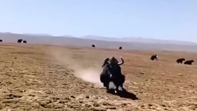 furious