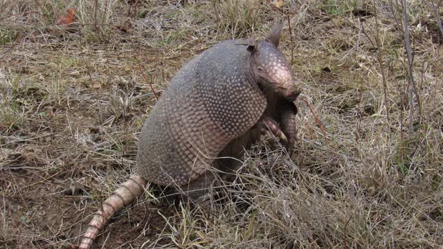 Armadillos for Kids | Homeschool Resources