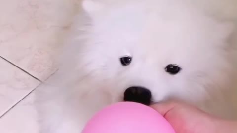 Smart cat