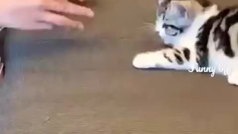 So Cute Cat 😫🫶🏻💗 Cat videos ♥️😍 #cat #kitten #cutecat #beautifulcat #catvideos #
