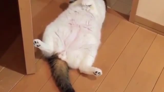 A cat lying on the floor