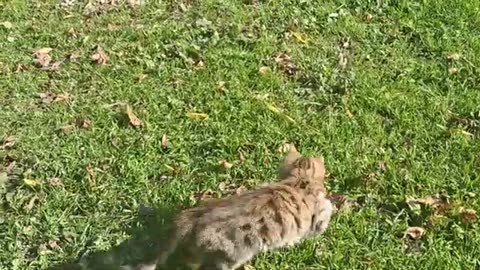 The kitten is playing with the mouse it has caught