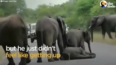 Funny Elephant 🐘 baby around the road