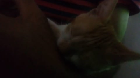 Cat falls asleep sucking