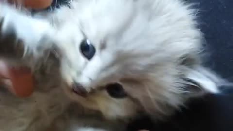 Cutest Cat Video Ever! Watch this Tiny Kitten