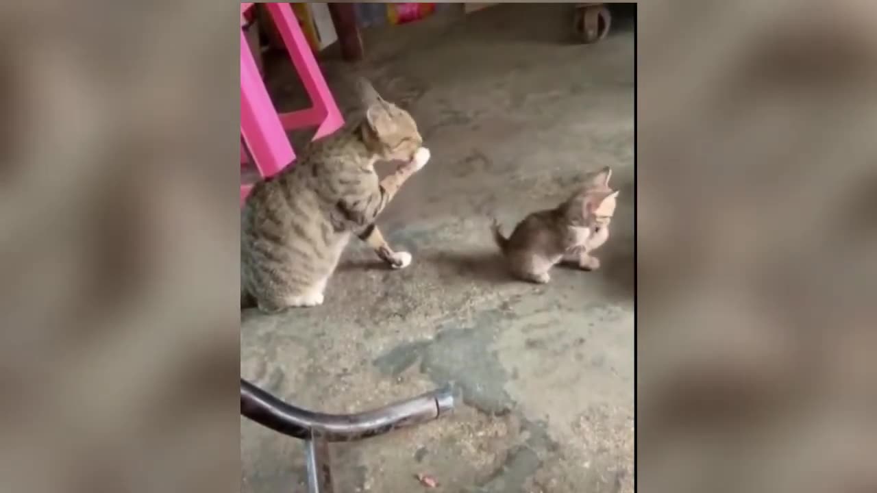 Cute and Funny Cat Videos Compilation 😂 😂YOU LAUGH YOU LOSE