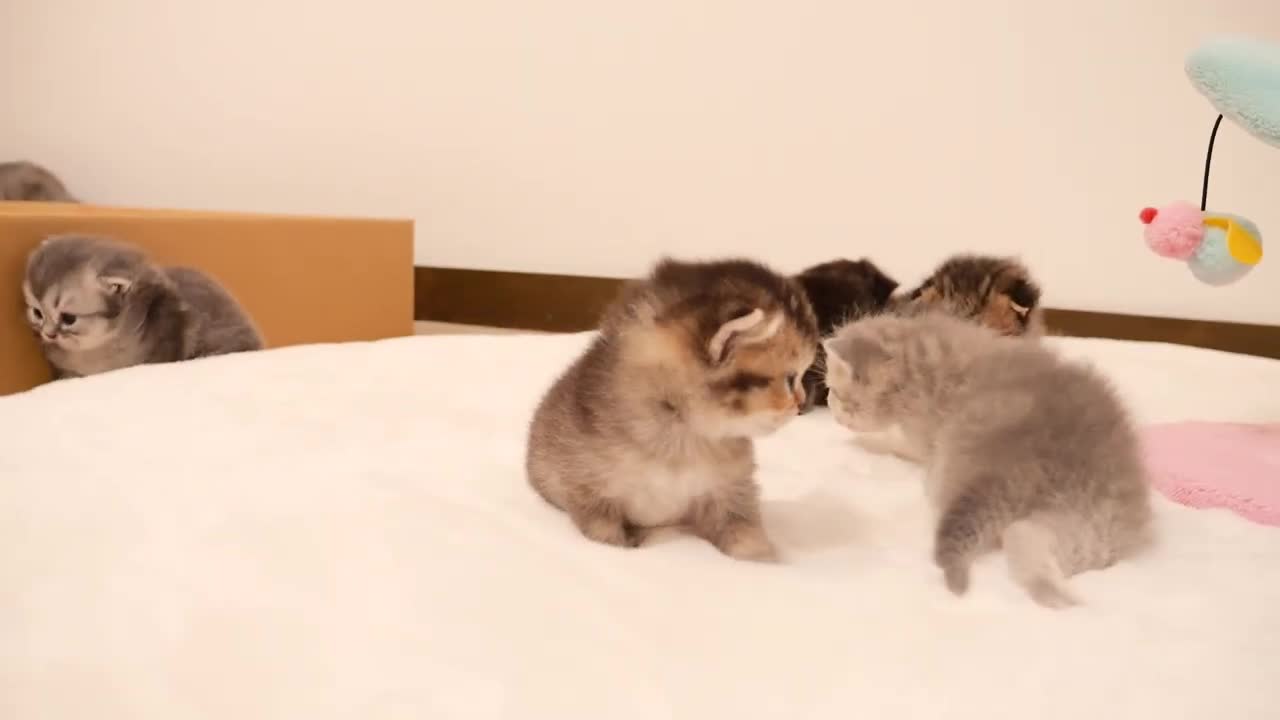 It's impossible to take your eyes off walking kittens