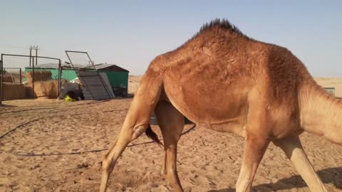 camels of uae beautifulcamels of uae beautiful