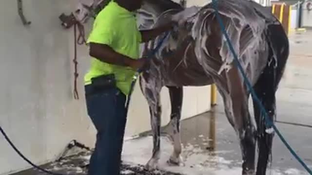 Horse Car Wash