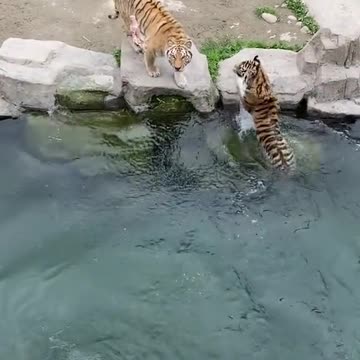 Incredible Tiger Who Can Run and Jump Like a Human!