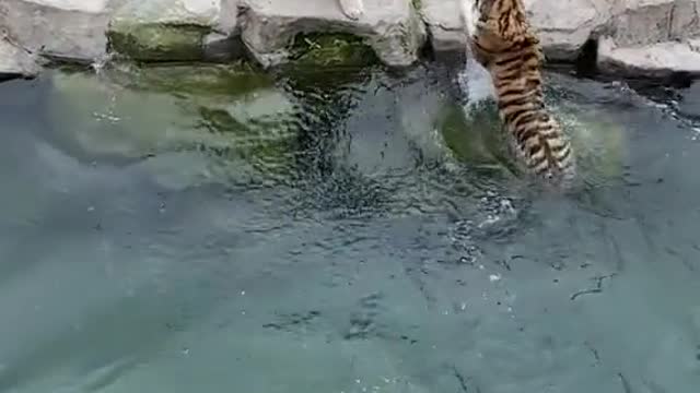 Incredible Tiger Who Can Run and Jump Like a Human!